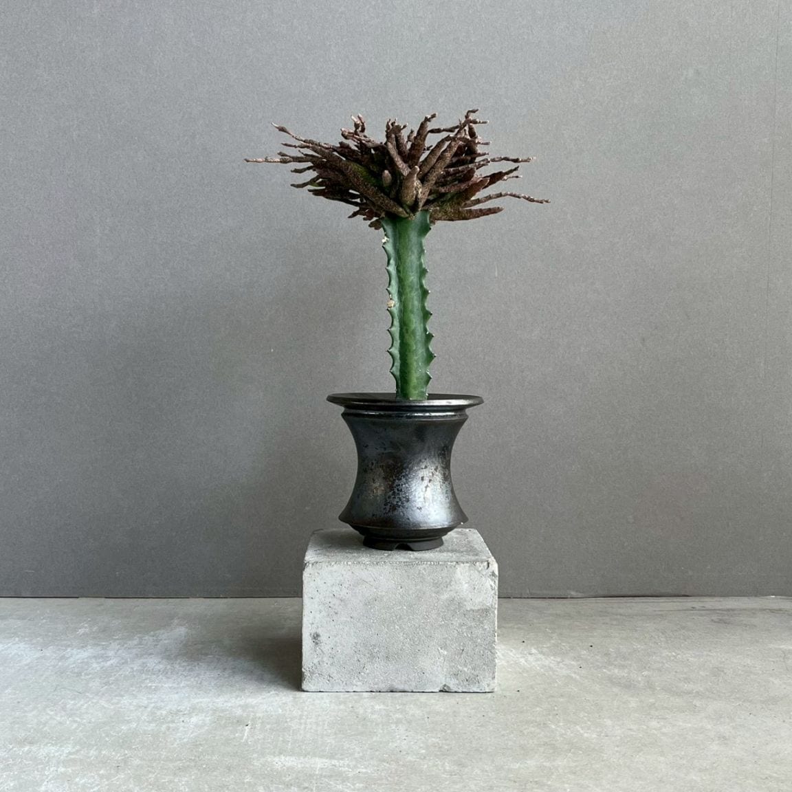 アデニウム アラビカム ブラック ドワーフ｜Adenium 塊根植物