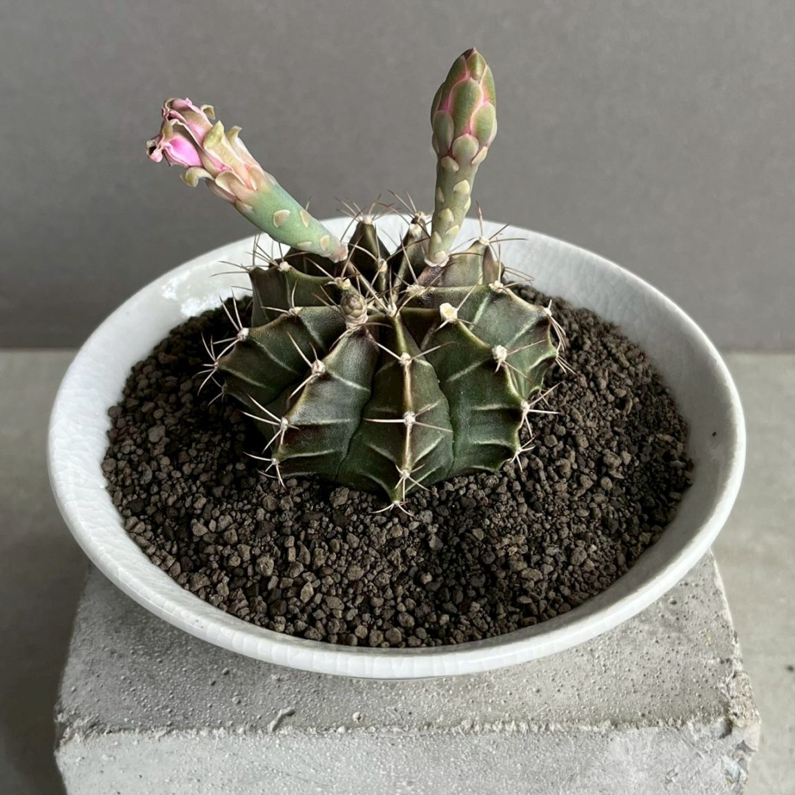 アデニウム アラビカム ブラック ドワーフ｜Adenium 塊根植物