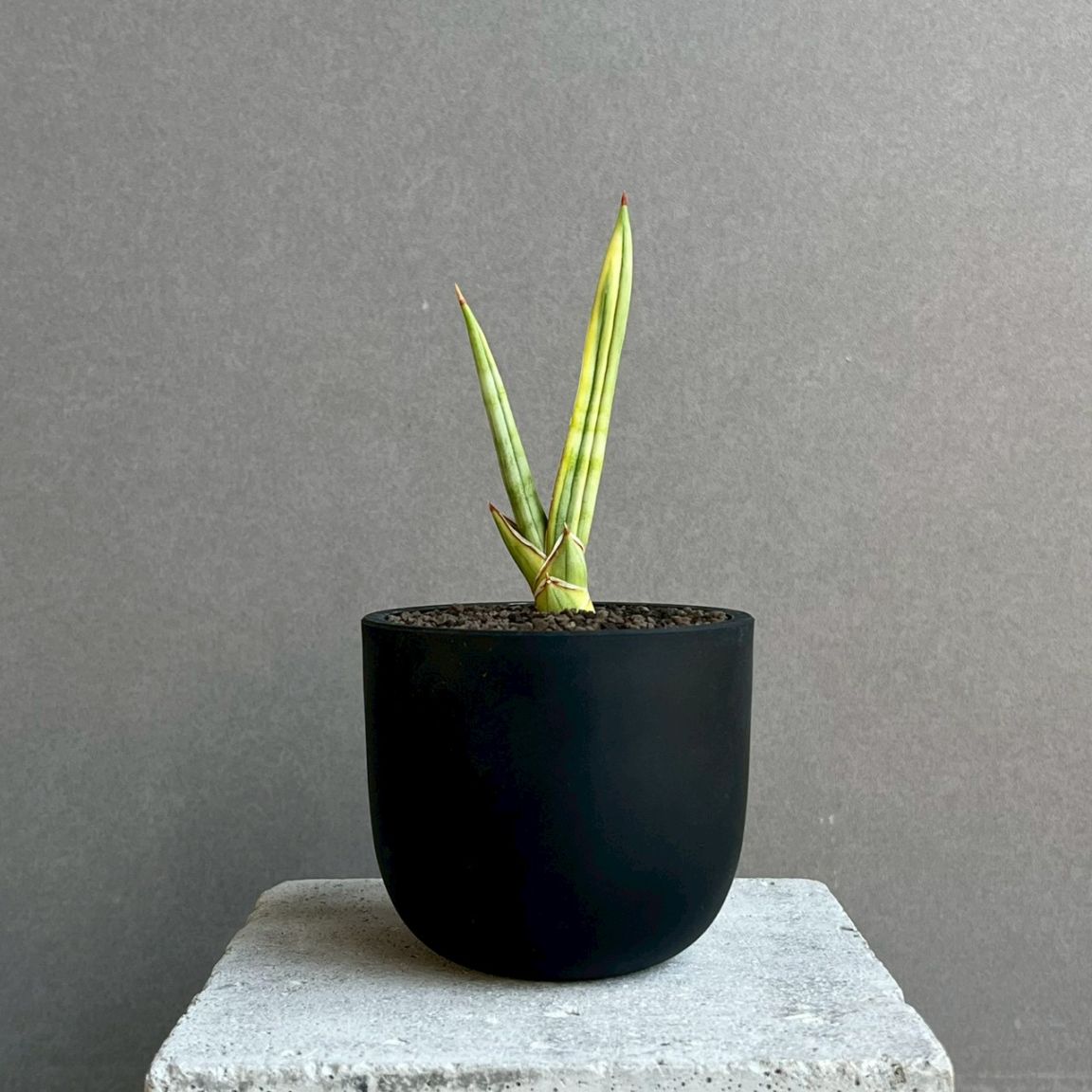 サンセベリア レクサス Sansevieria Lexus Unyamanee Garden 観葉植物