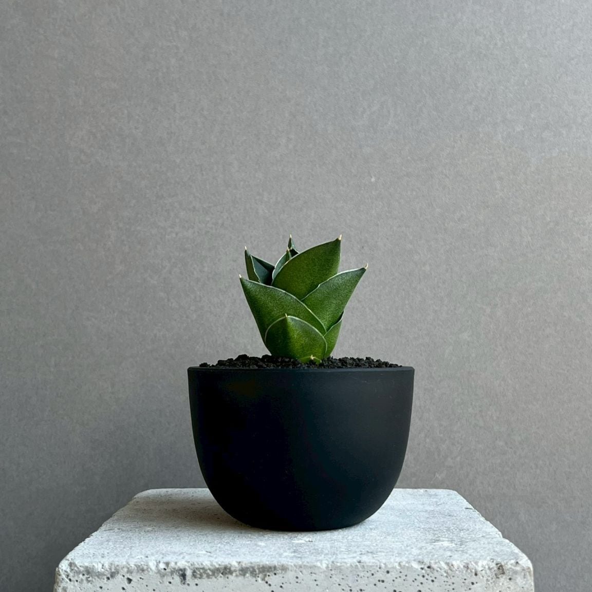 サンセベリア コヨーテ Sansevieria Coyote 観葉植物 珍しい品種
