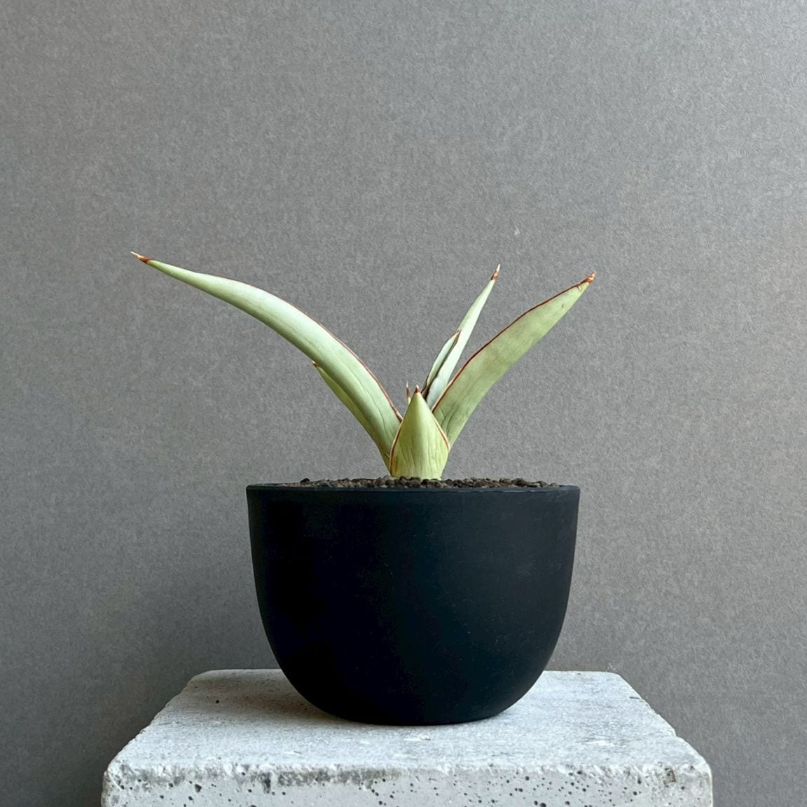 EMP サンセベリア チャオプラヤ / 仔株確認 SA241 サンセベリア チャオプラヤ by Unyamanee Garden Sansevieria Chao