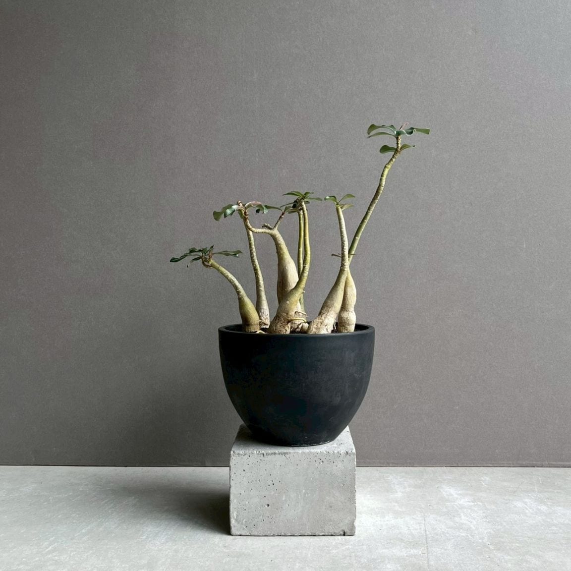 極上個体！アデニウム　ソコトラナム　メデューサ アデニウム ソコトラナム “選抜個体” Adenium socotranum“Select