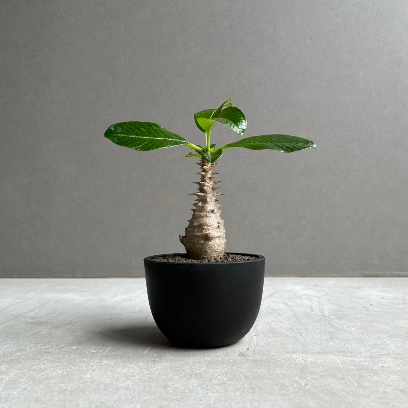 コーデックス（塊根植物）通販・販売｜アデニウム・ドルステニア