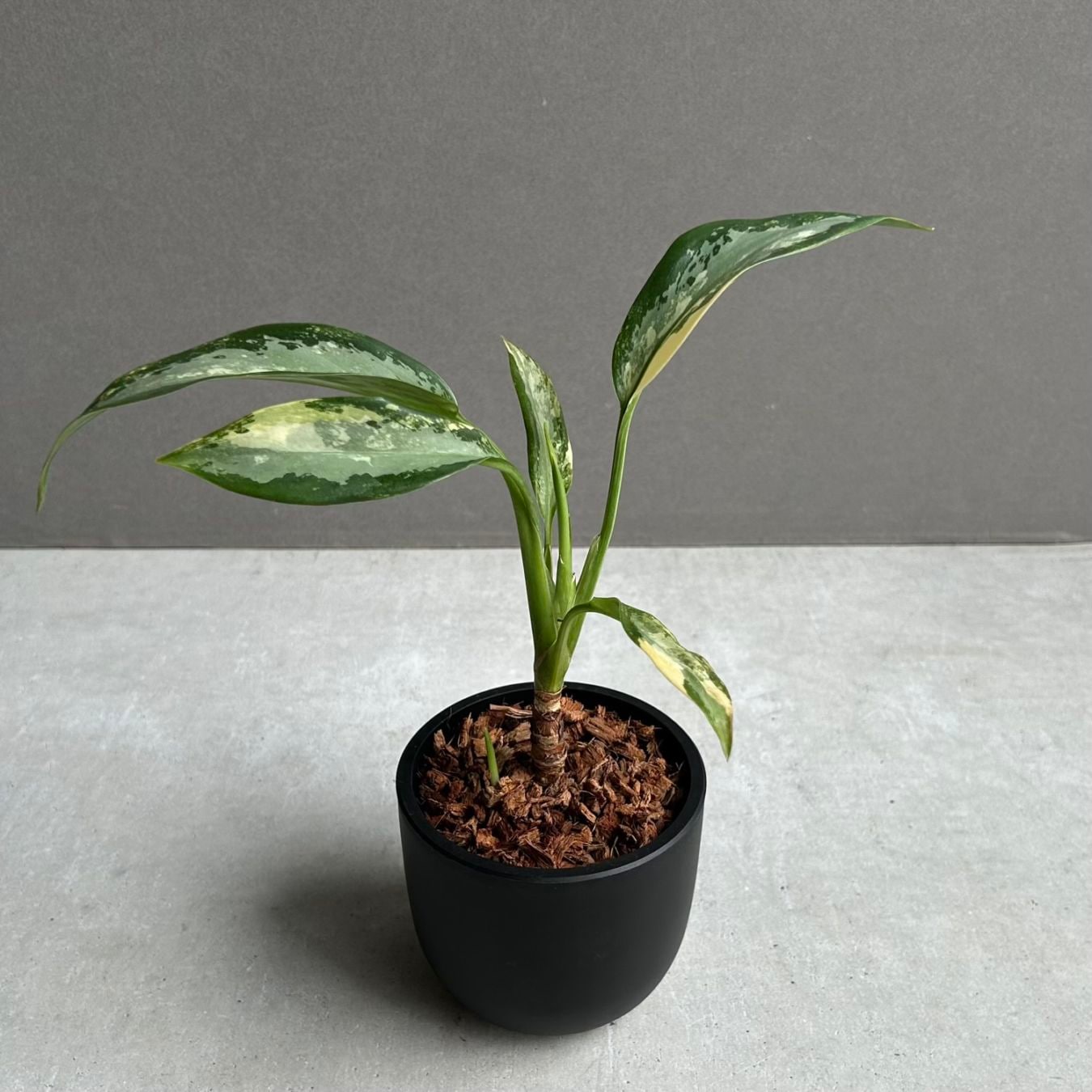 アグラオネマ　大株！zawaina アグラオネマ スワンナプーム｜Unyamanee Garden作出の希少斑入り品種