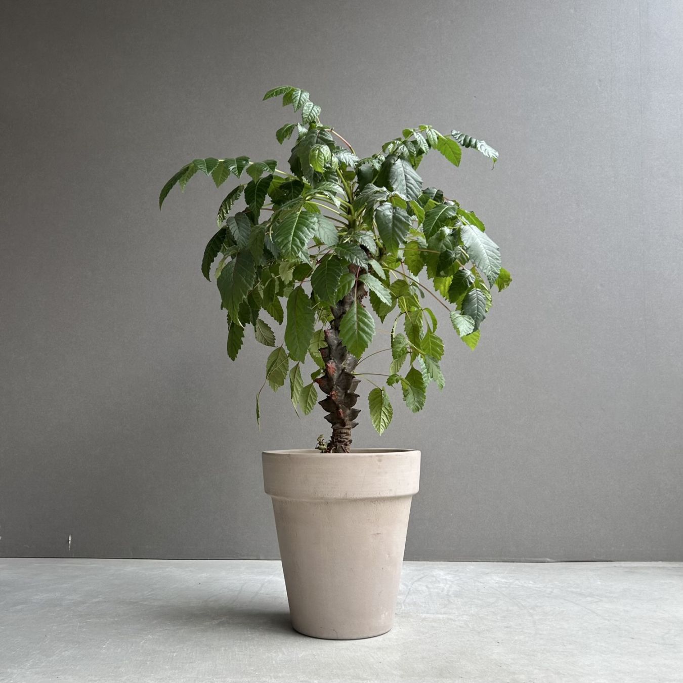 ベイセリア メキシカーナ｜Beiselia mexicana 塊根植物 コーデックス