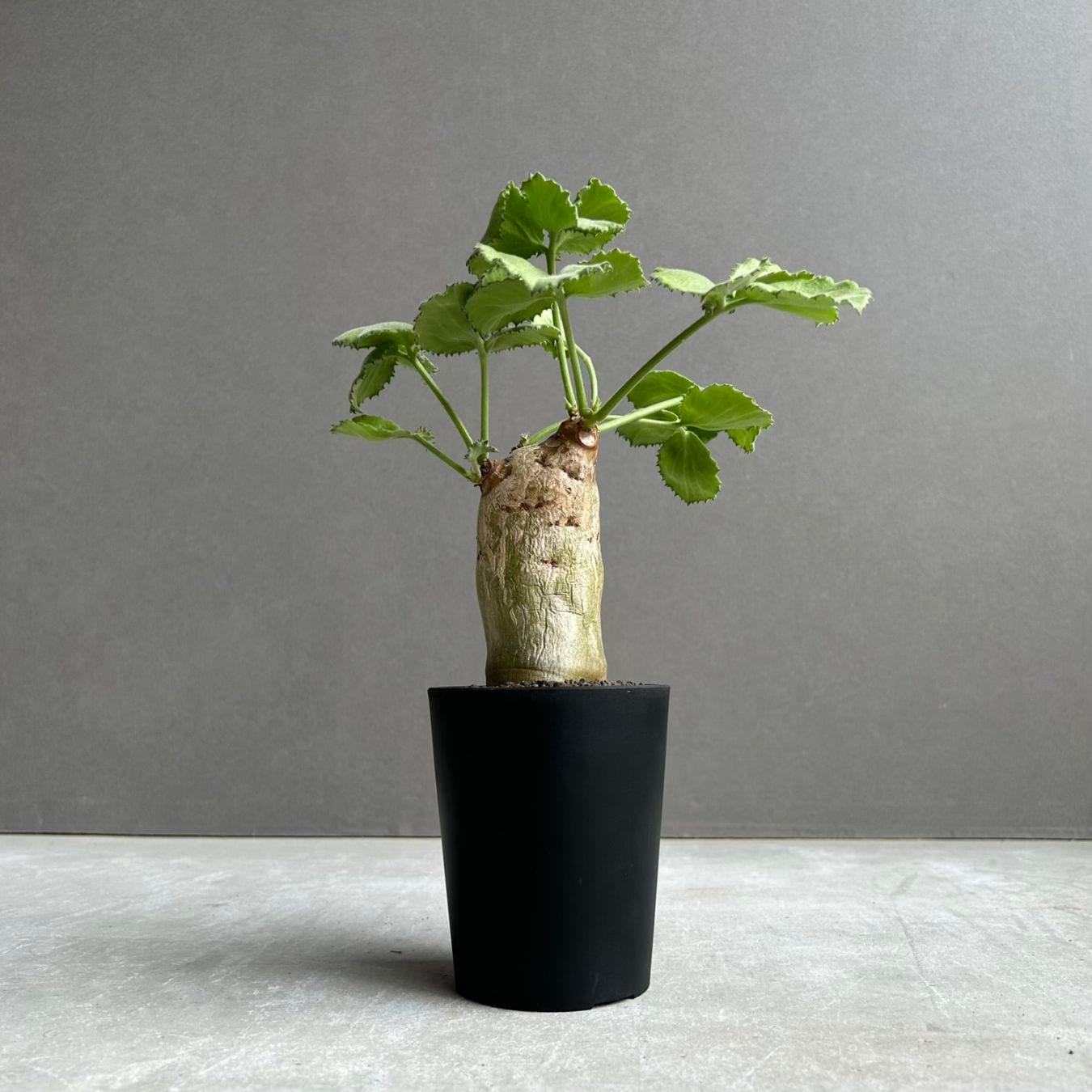 コーデックス（塊根植物）通販・販売｜アデニウム・ドルステニア
