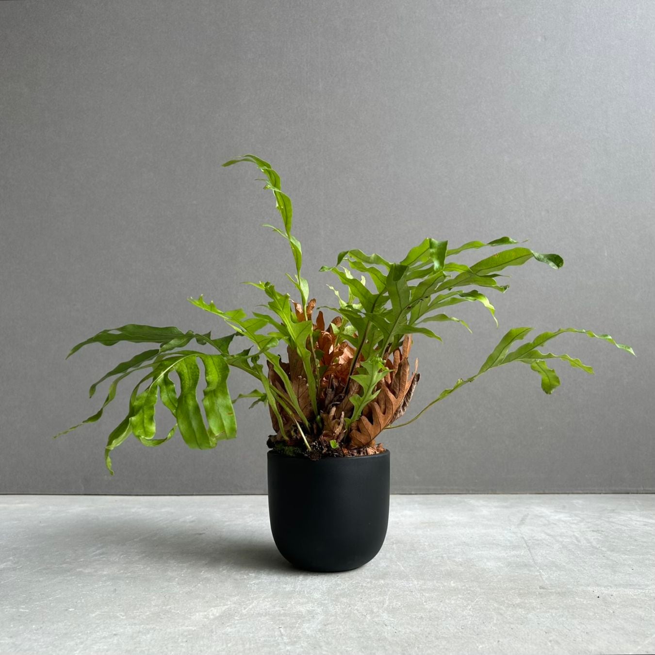 サンセベリア レクサス Sansevieria Lexus Unyamanee Garden 観葉植物