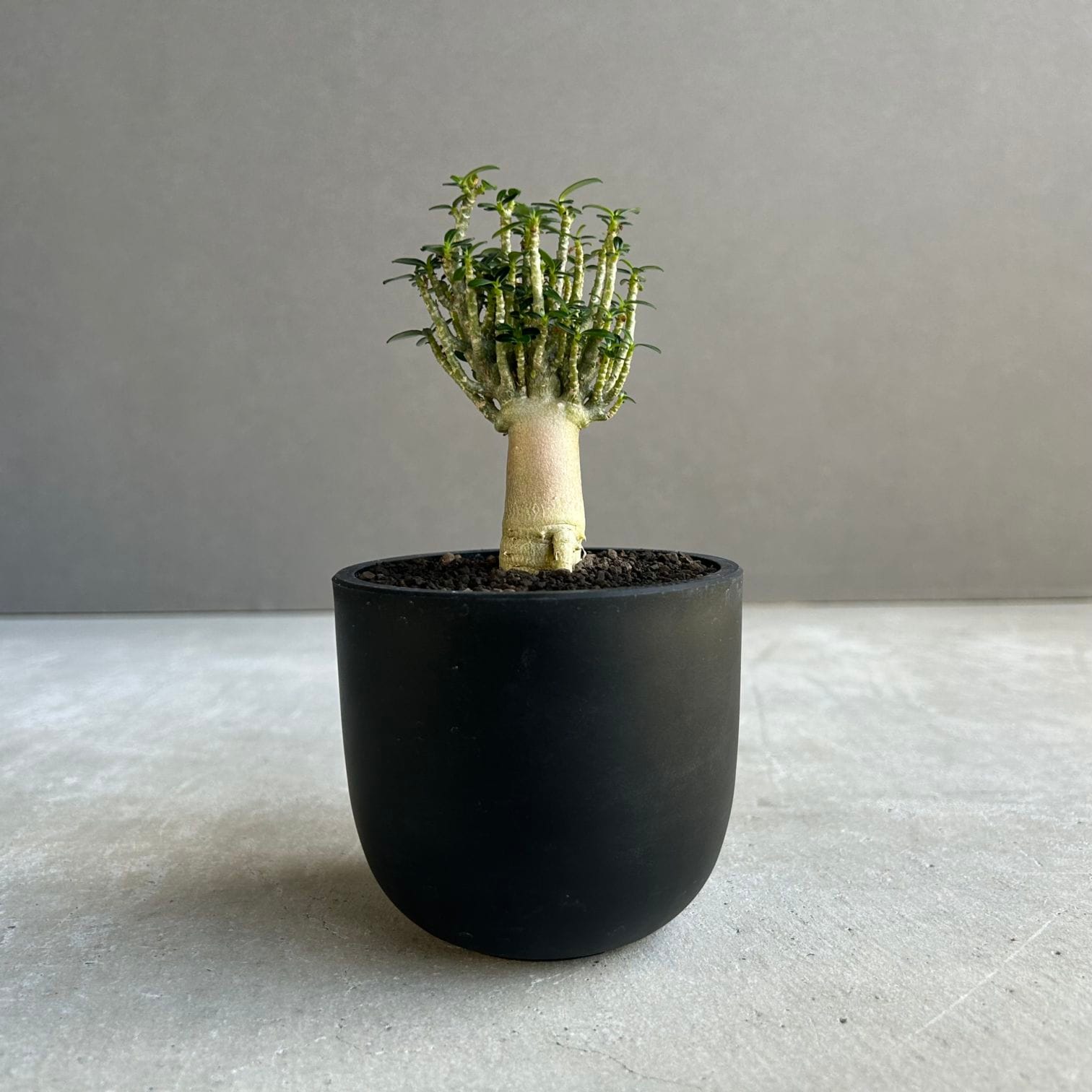 アデニウム アラビカム｜タイの育種家セレクトのコンパクトな塊根植物