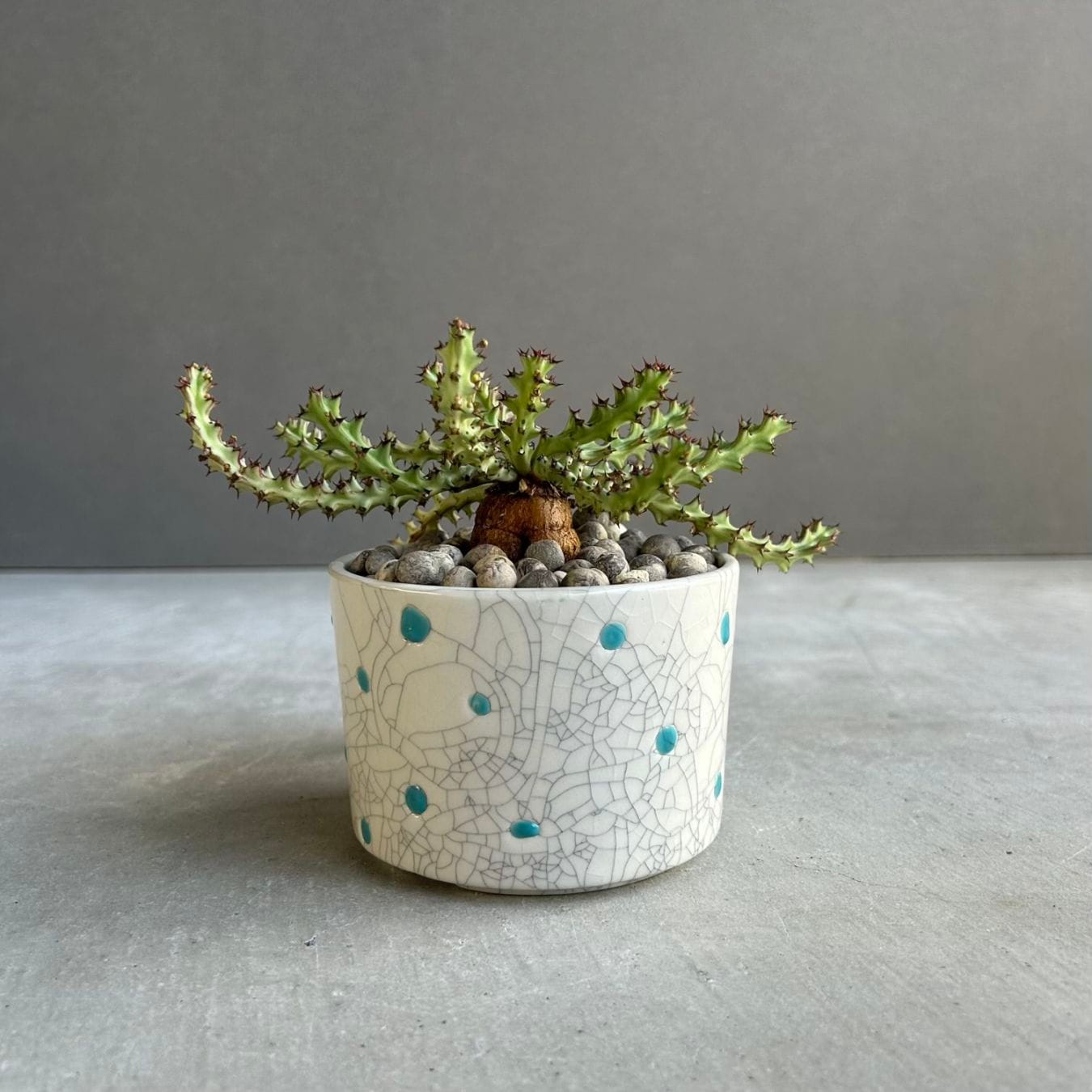 POT+Plants