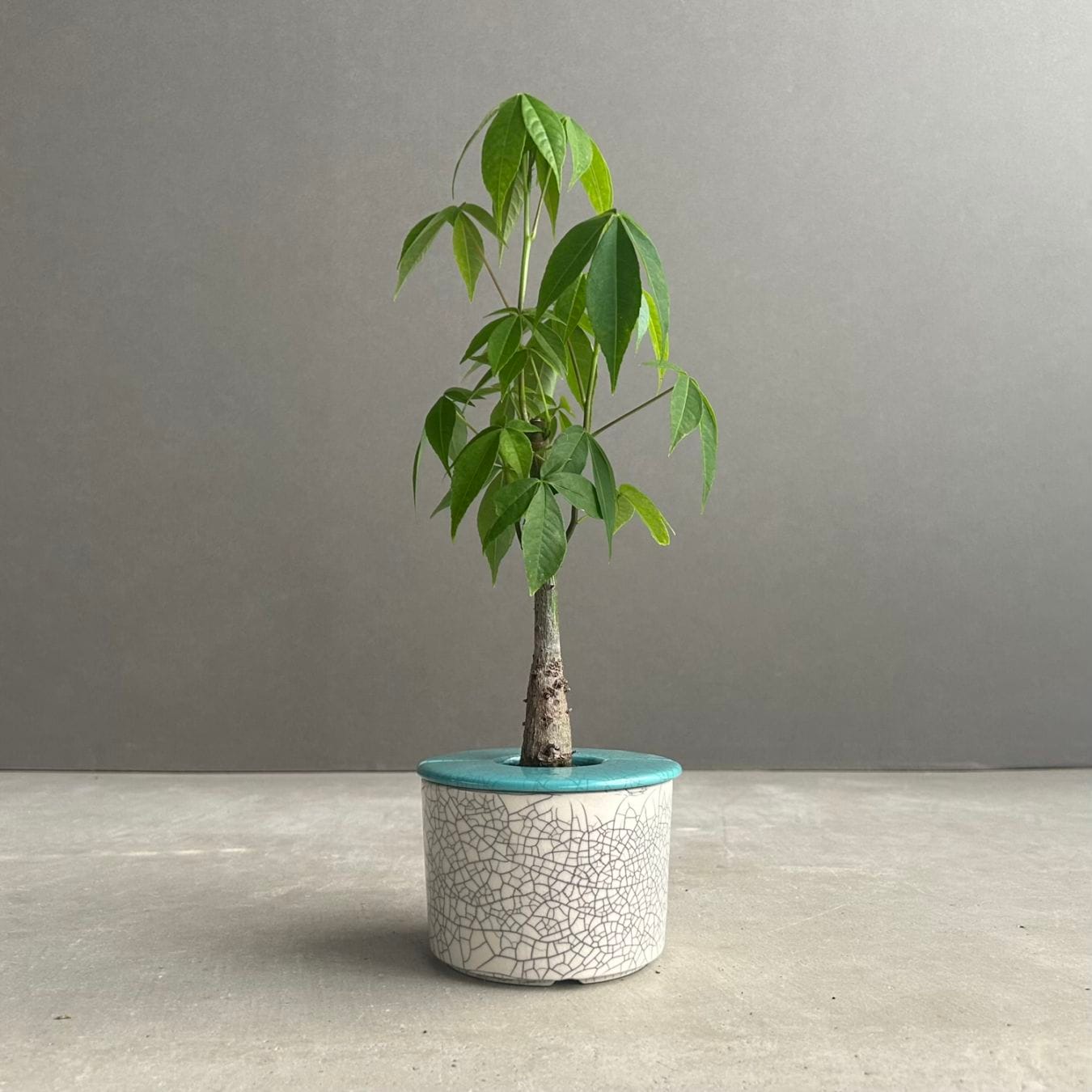 POT+Plants