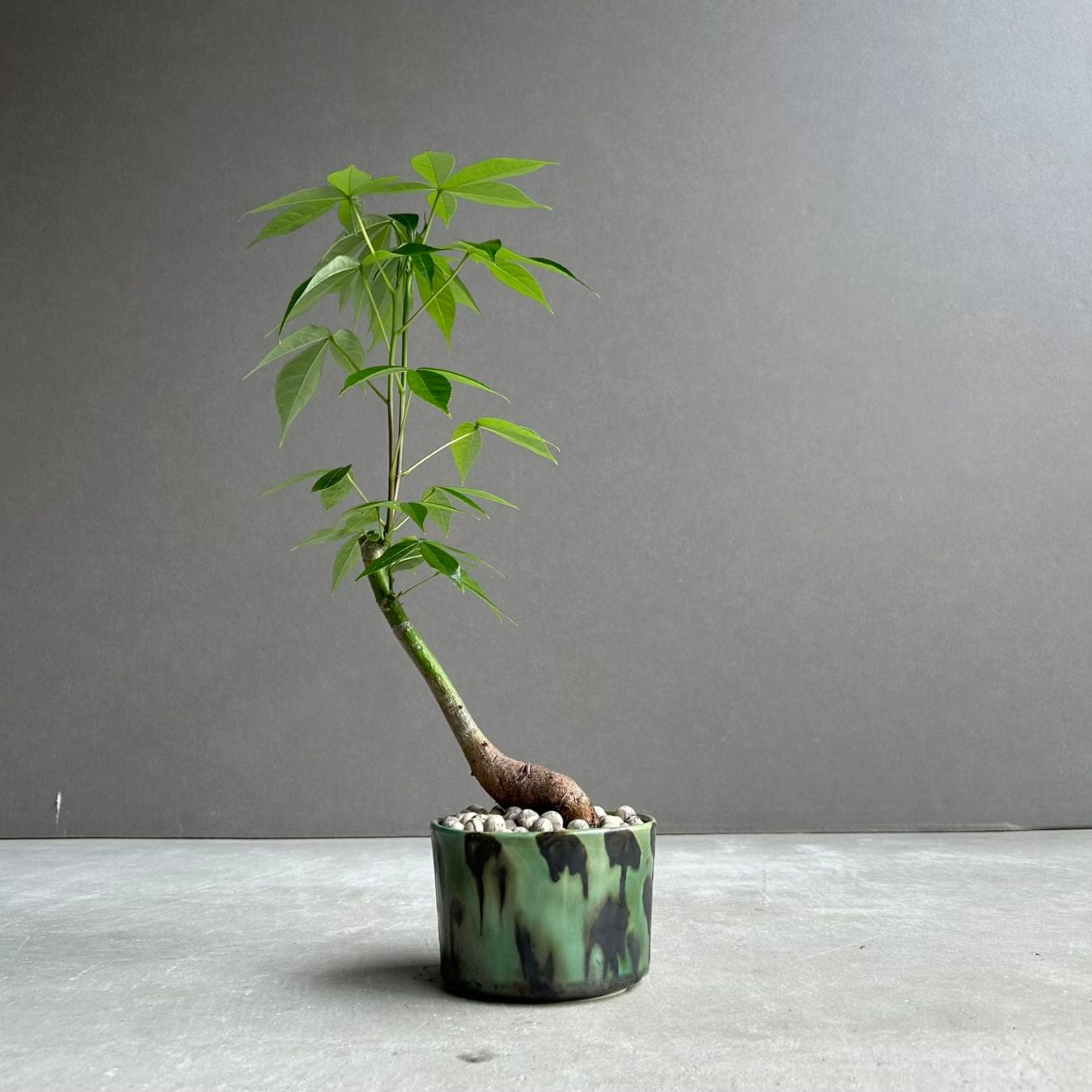 コーデックス（塊根植物）通販・販売｜アデニウム・ドルステニア