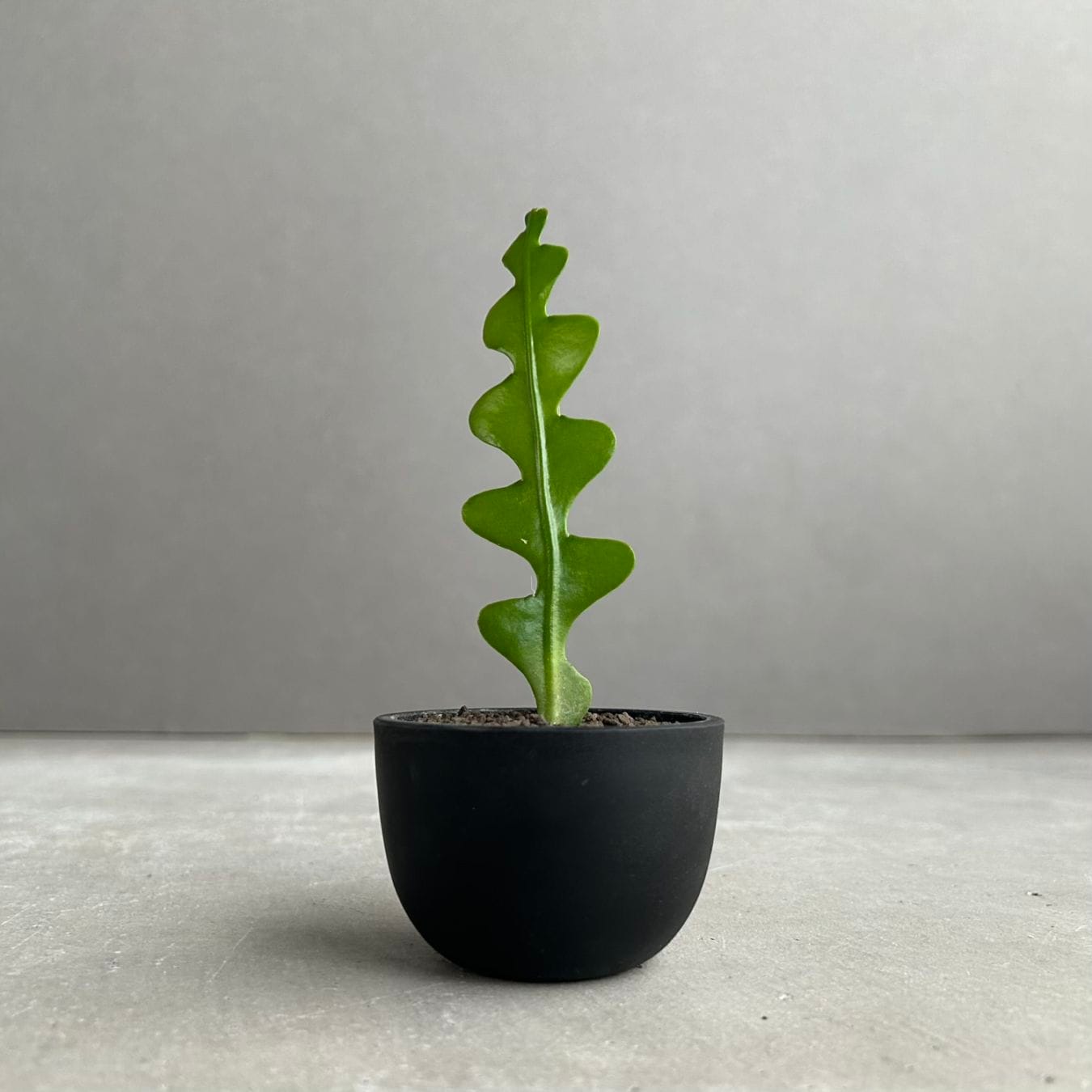 SHOUCHIKU-EN 松竹園｜珍奇植物｜海外輸入｜特別な植物と暮らそう
