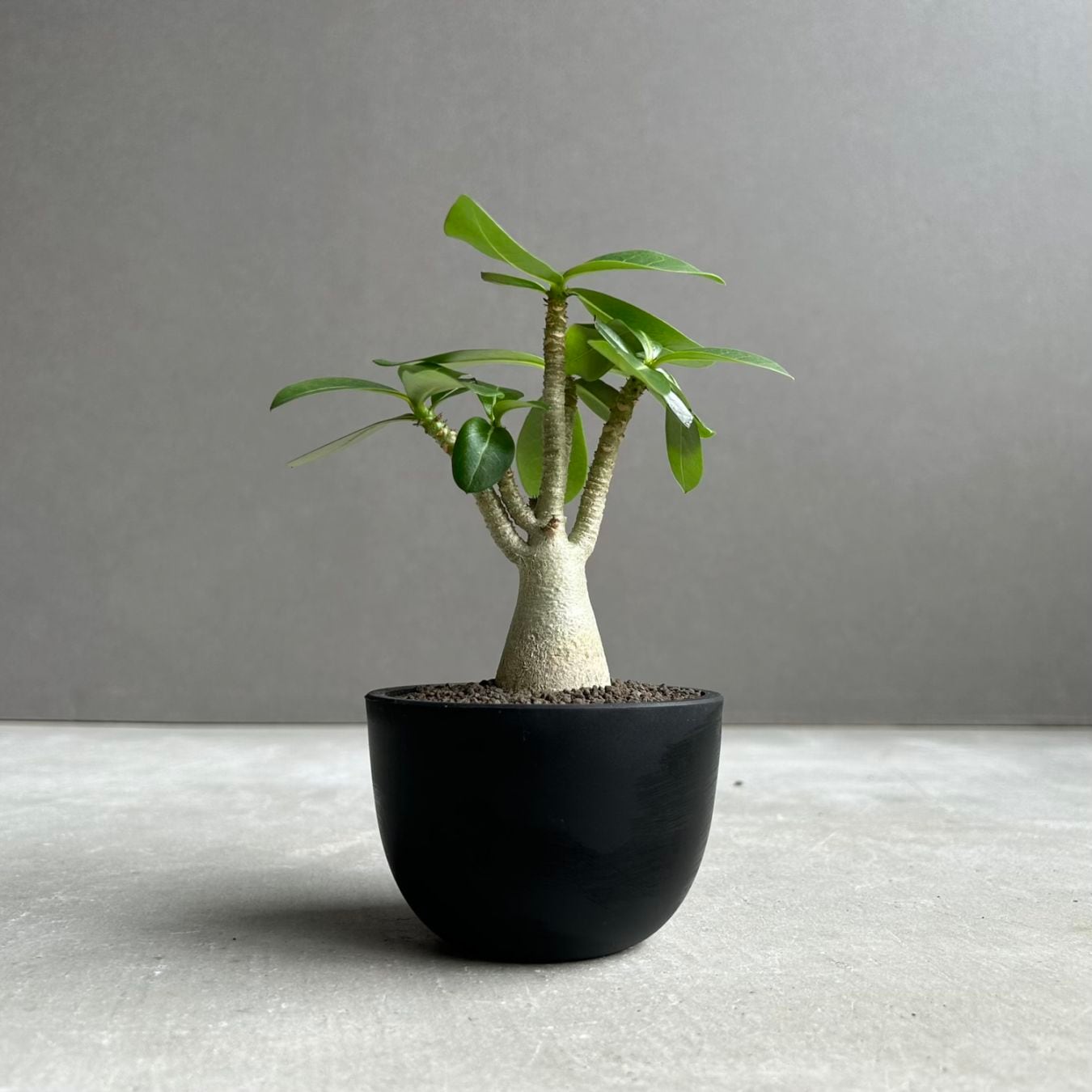 SHOUCHIKU-EN 松竹園｜珍奇植物｜海外輸入｜特別な植物と暮らそう
