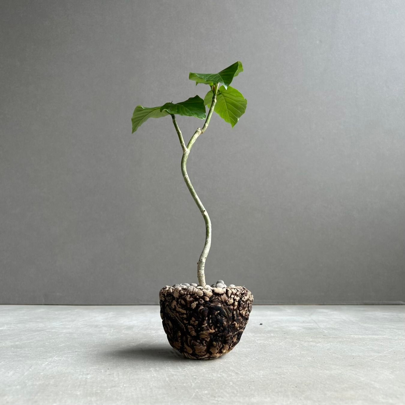 パキポディウム グラキリス × ホロンベンセ Pachypodium Pachypodium