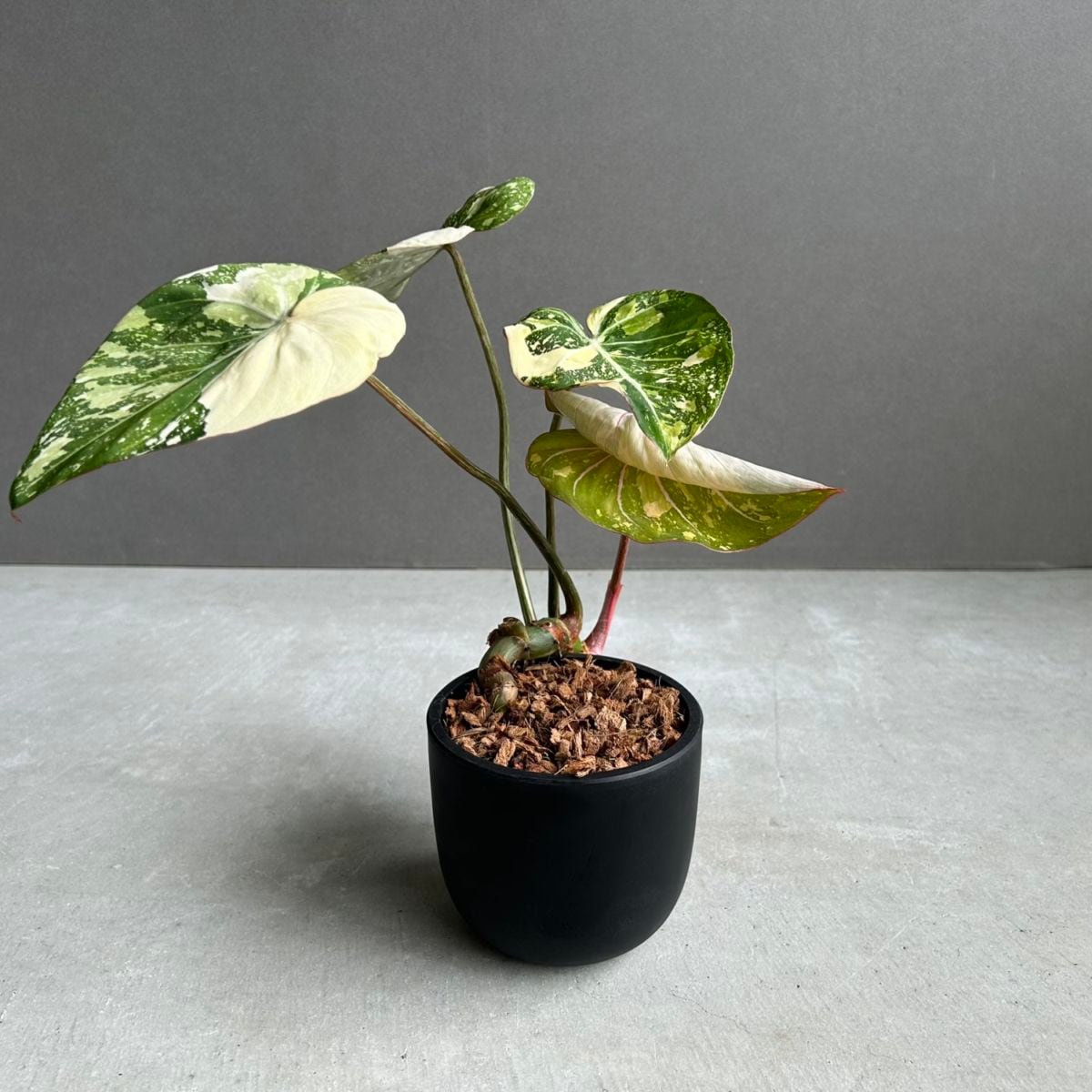 SHOUCHIKU-EN 松竹園｜珍奇植物｜海外輸入｜特別な植物と暮らそう