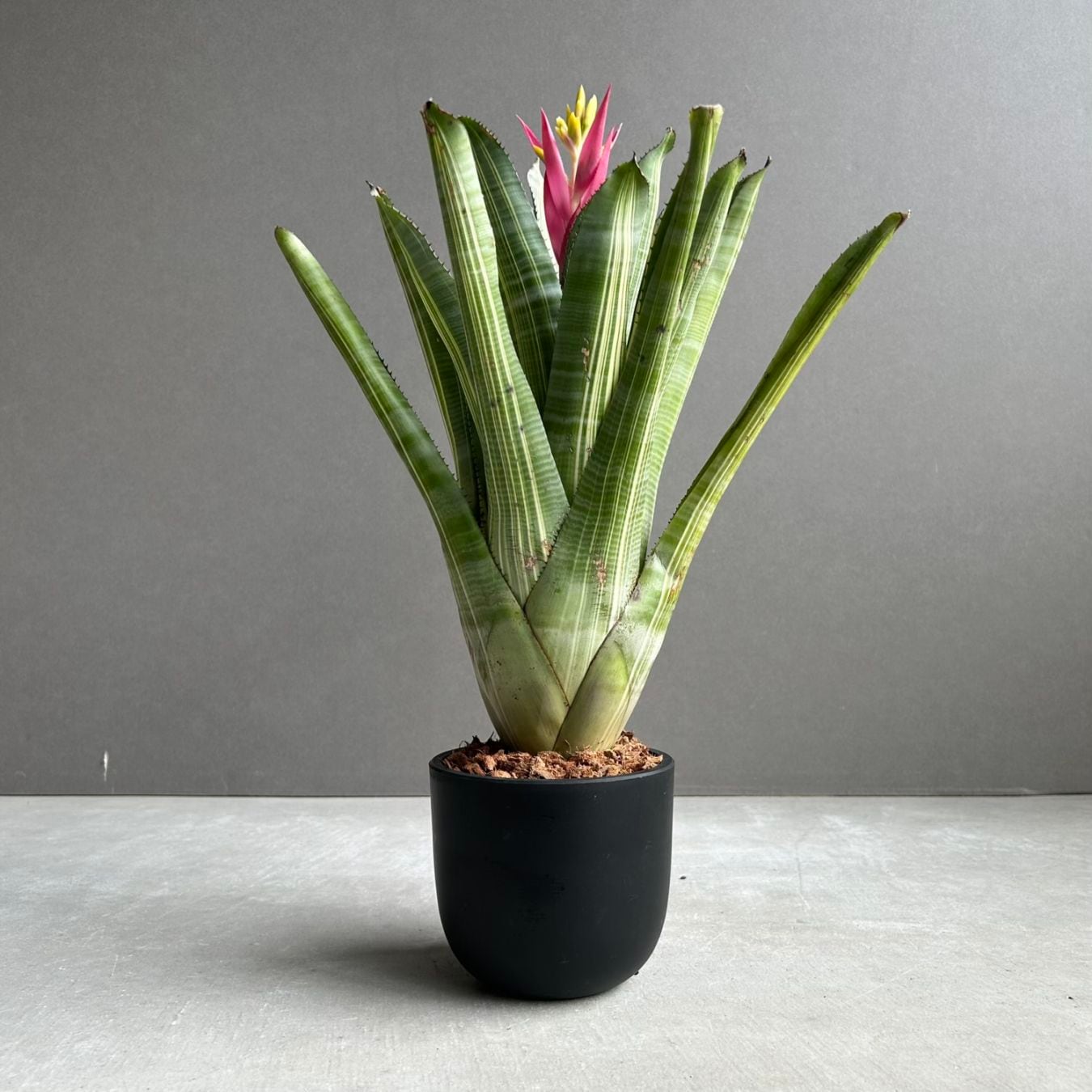 サンセベリア レクサス Sansevieria Lexus Unyamanee Garden 観葉植物