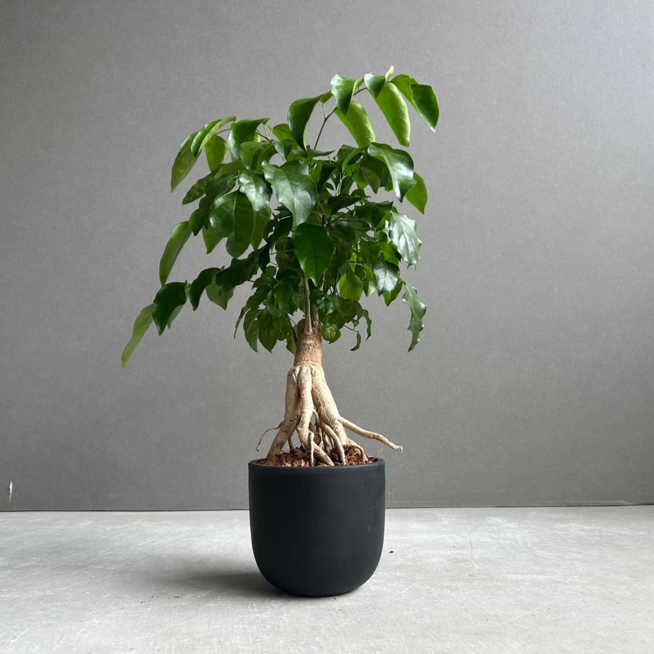 SHOUCHIKU-EN 松竹園｜珍奇植物｜海外輸入｜特別な植物と暮らそう