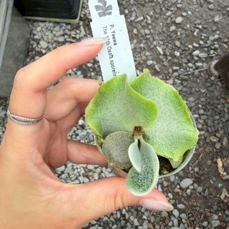 予約販売植物｜海外セレクト植物・希少植物の予約販売｜松竹園