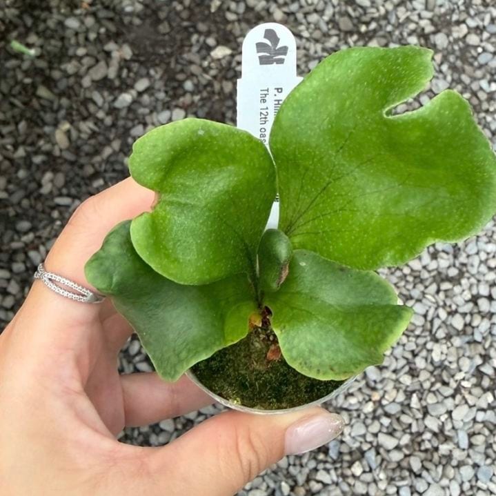 エクメア オットー Aechmea Otto｜ブロメリア タンク系 観葉植物 Otto