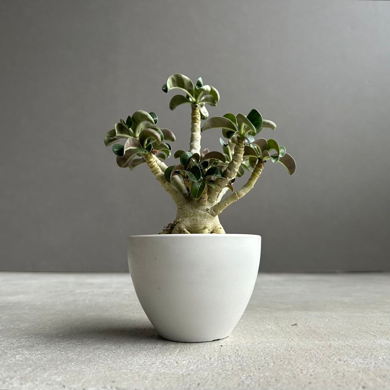 アデニウム メデューサ D.H.A（獅子葉）選抜個体｜Dorset Horn Adenium