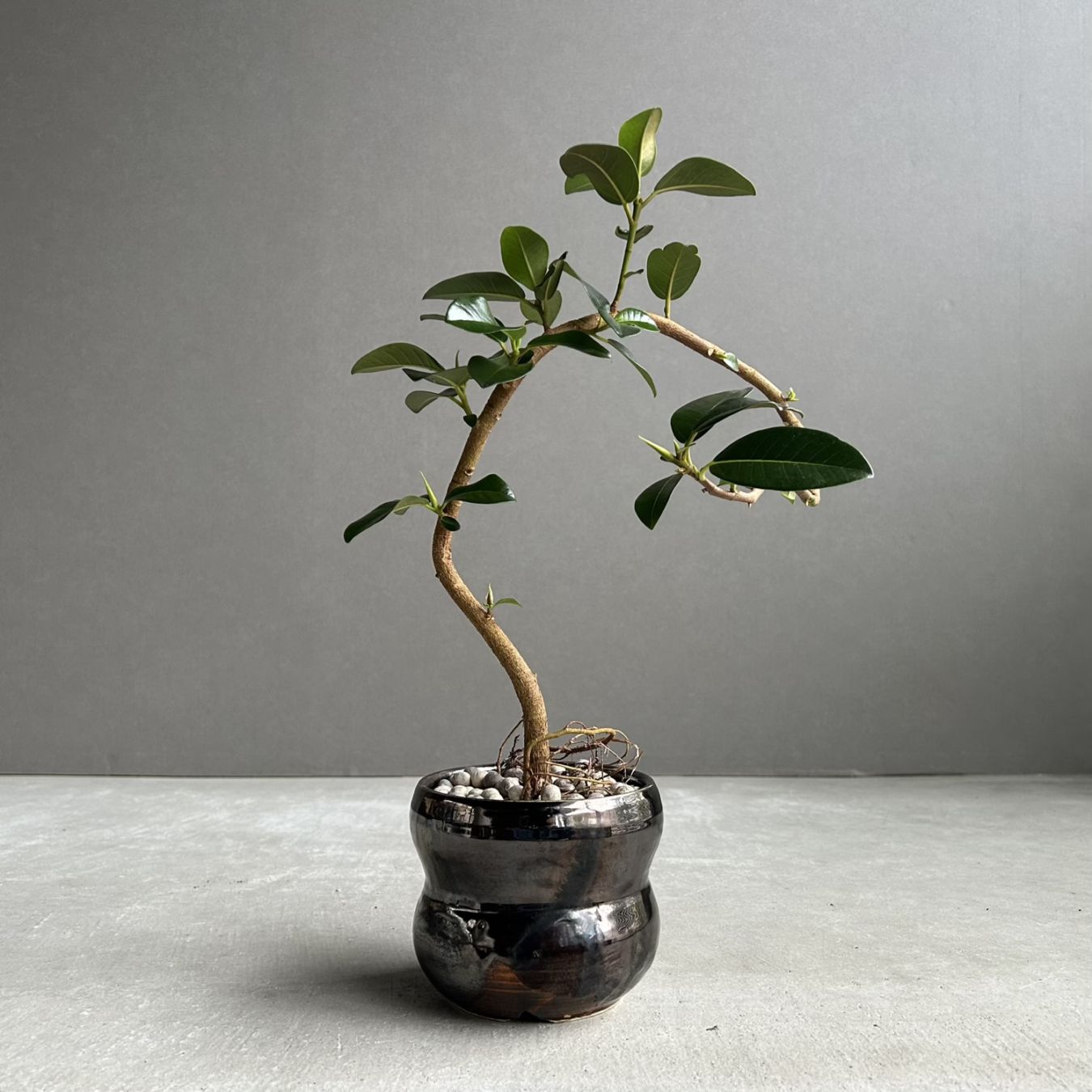 POT+Plants
