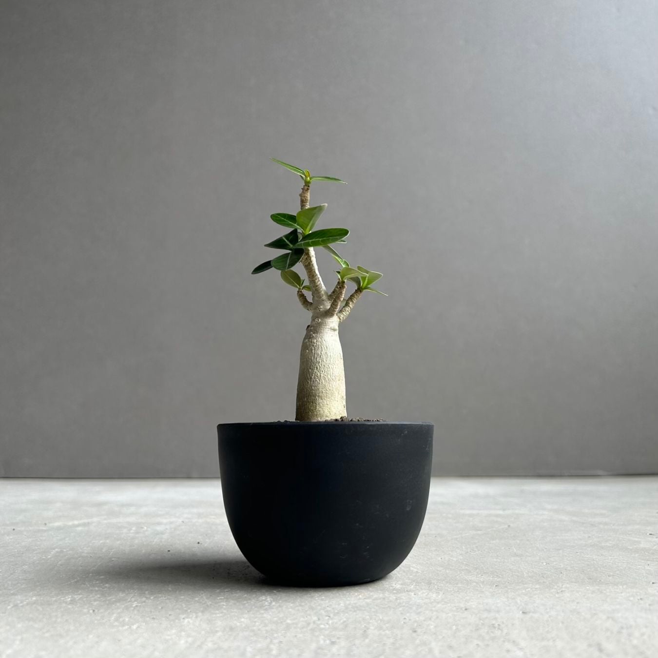 アデニウム アラビカム｜コンパクトで美しい樹形の塊根植物｜タイ育種