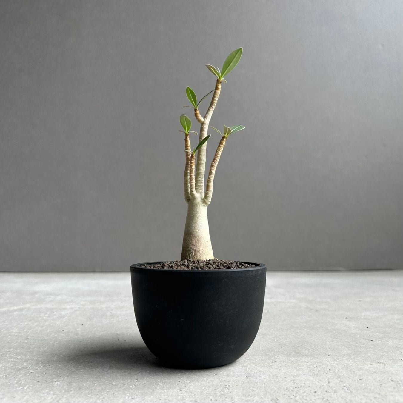 アデニウム アラビカム｜コンパクトで美しい樹形の塊根植物｜タイ育種