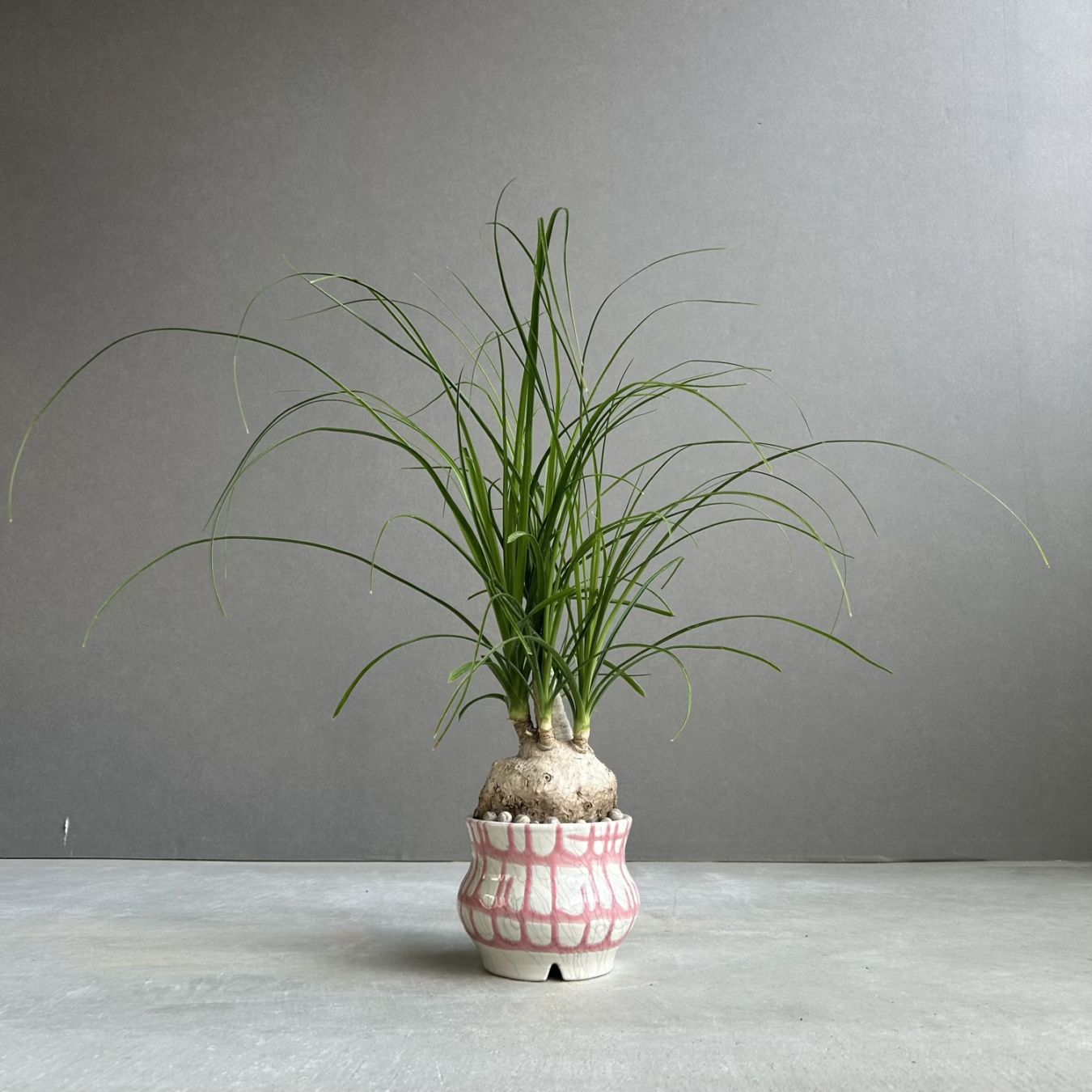 SHOUCHIKU-EN 松竹園｜珍奇植物｜海外輸入｜特別な植物と暮らそう