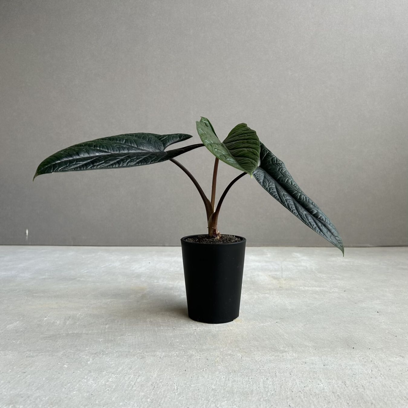 アロイド植物通販・販売｜アンスリウム・フィロデンドロン・モンステラ