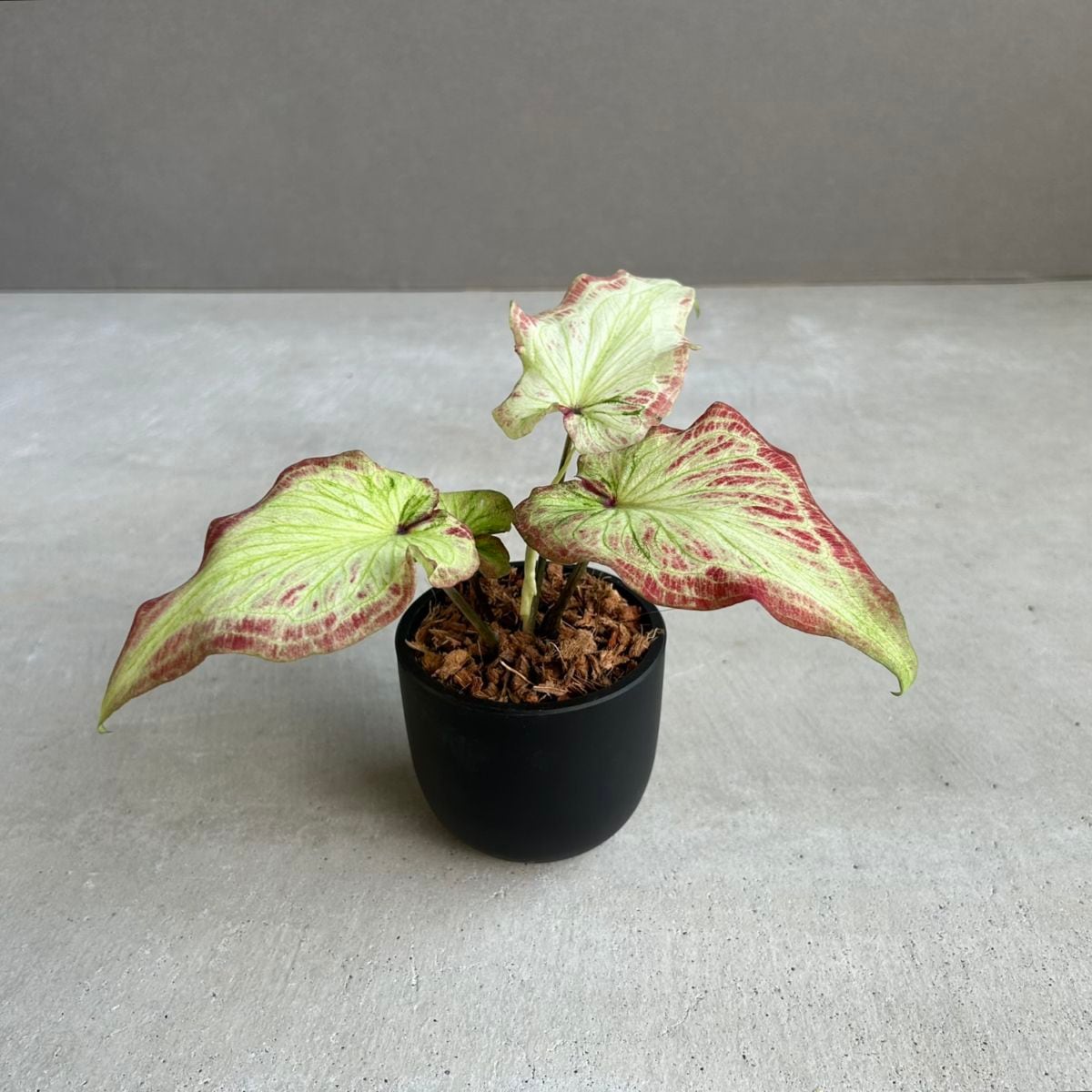 アロイド植物通販・販売｜アンスリウム・フィロデンドロン・モンステラ