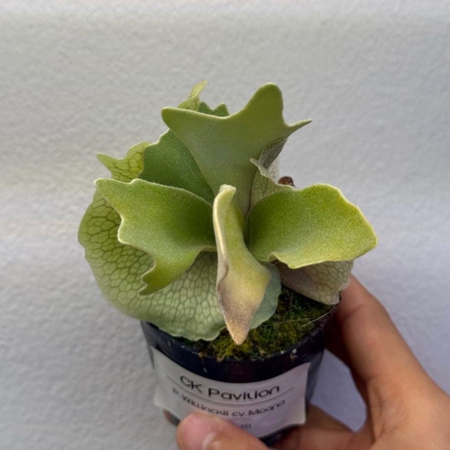 P. willinckii cv. Moana ビカクシダ 7月下旬～8月上旬お渡し【予約販売】/ビカクシダ ウィリンキー