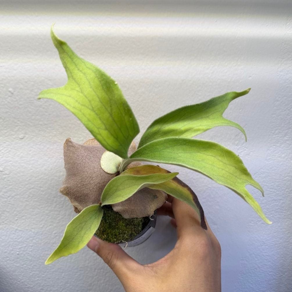 SHOUCHIKU-EN 松竹園｜珍奇植物｜海外輸入｜特別な植物と暮らそう