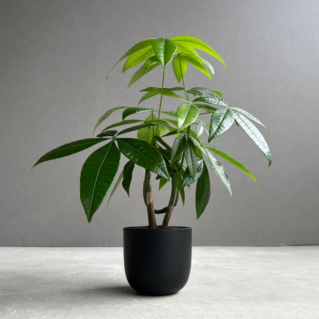 SHOUCHIKU-EN 松竹園｜珍奇植物｜海外輸入｜特別な植物と暮らそう