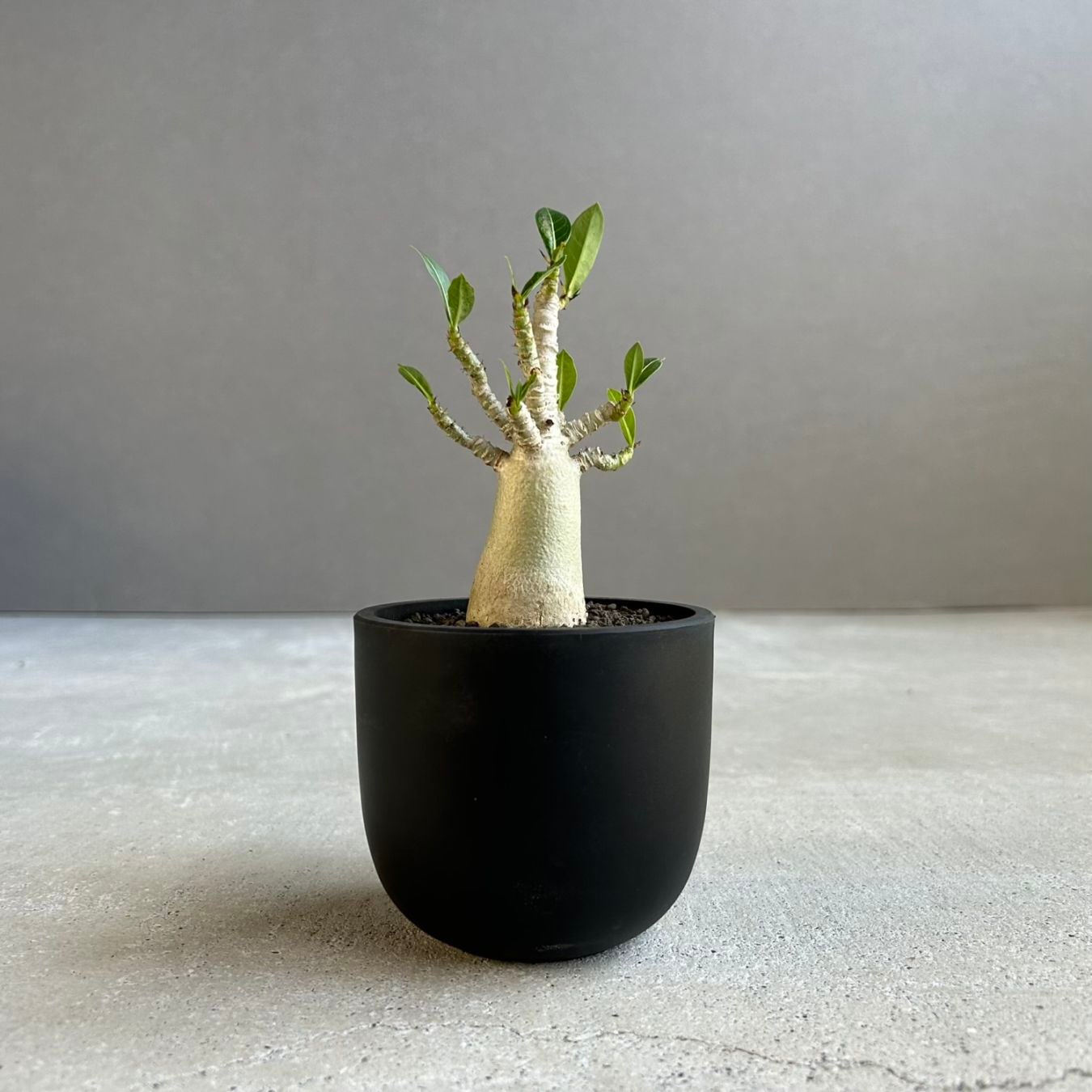 アデニウム アラビカム｜タイの育種家セレクトのコンパクトな塊根植物
