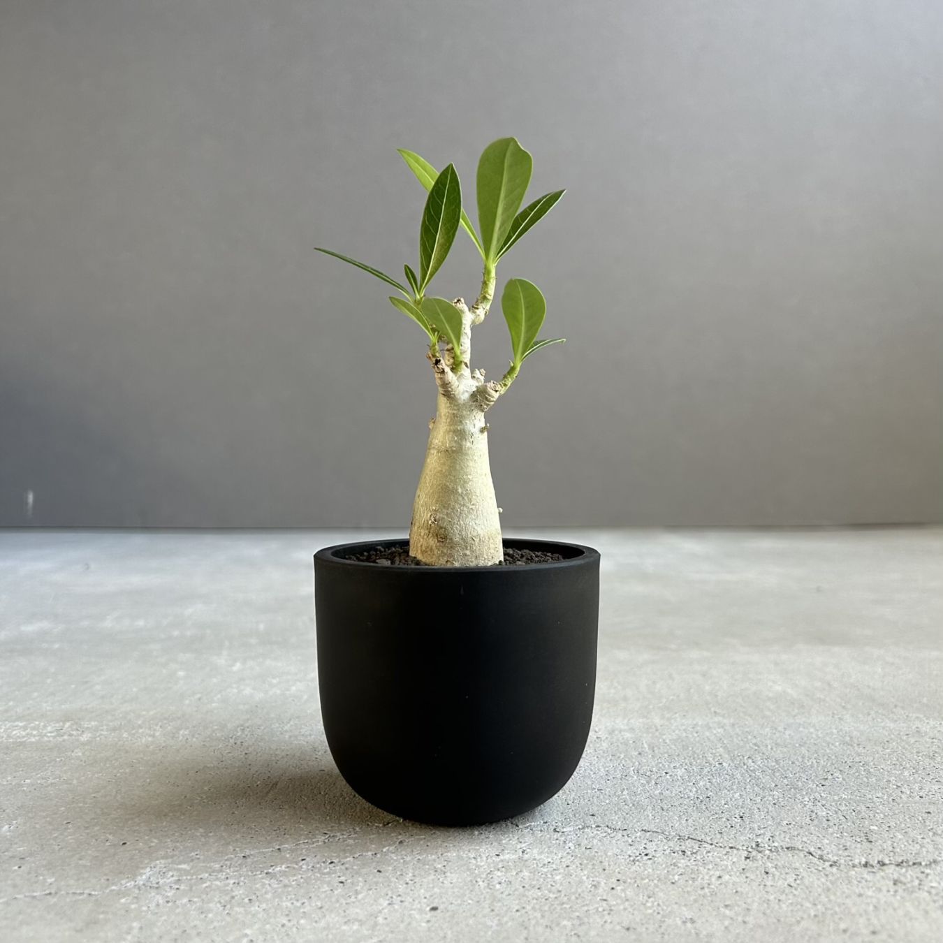 アデニウム アラビカム｜タイの育種家セレクトのコンパクトな塊根植物