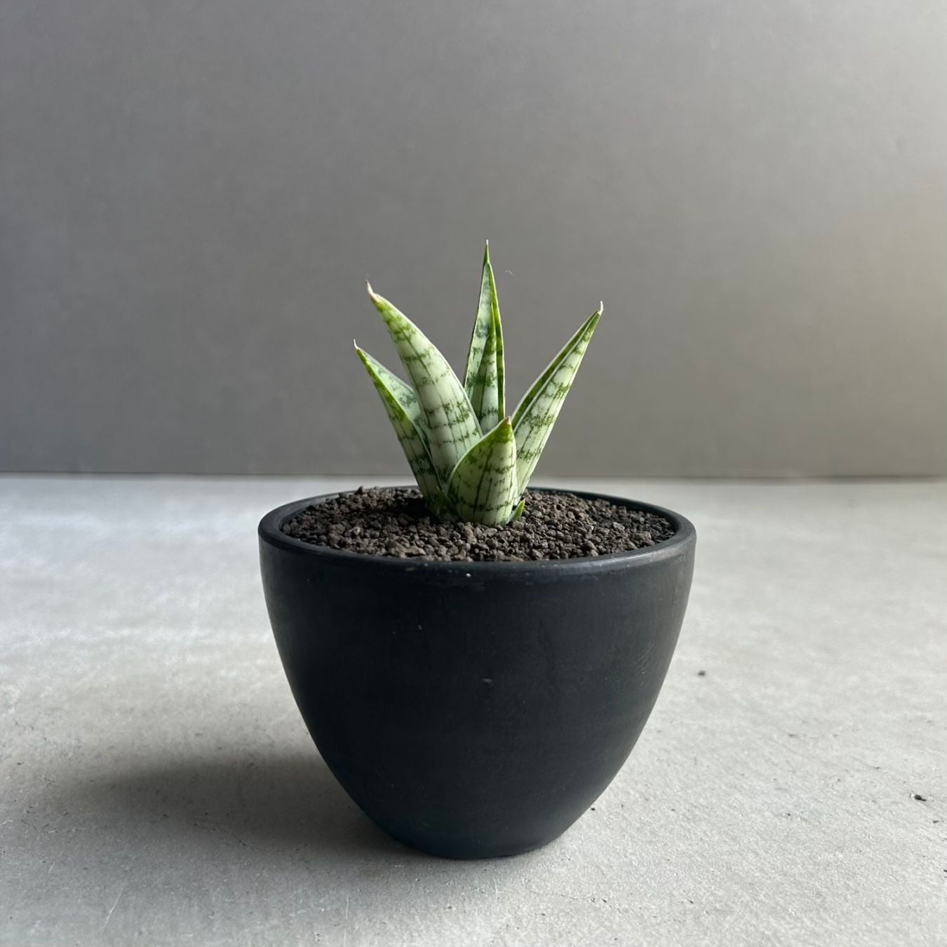 サンセベリア シルバー スパイラル/Sansevieria Silver Spiral