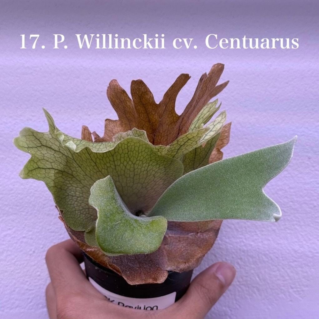 予約販売植物｜海外セレクト植物・希少植物の予約販売｜松竹園