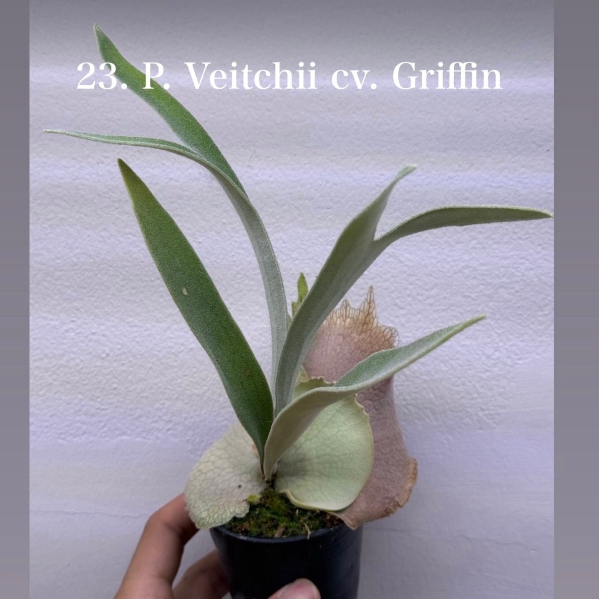 ビカクシダ ベイチー cv. グリフィン（子株）｜Platycerium veitchii