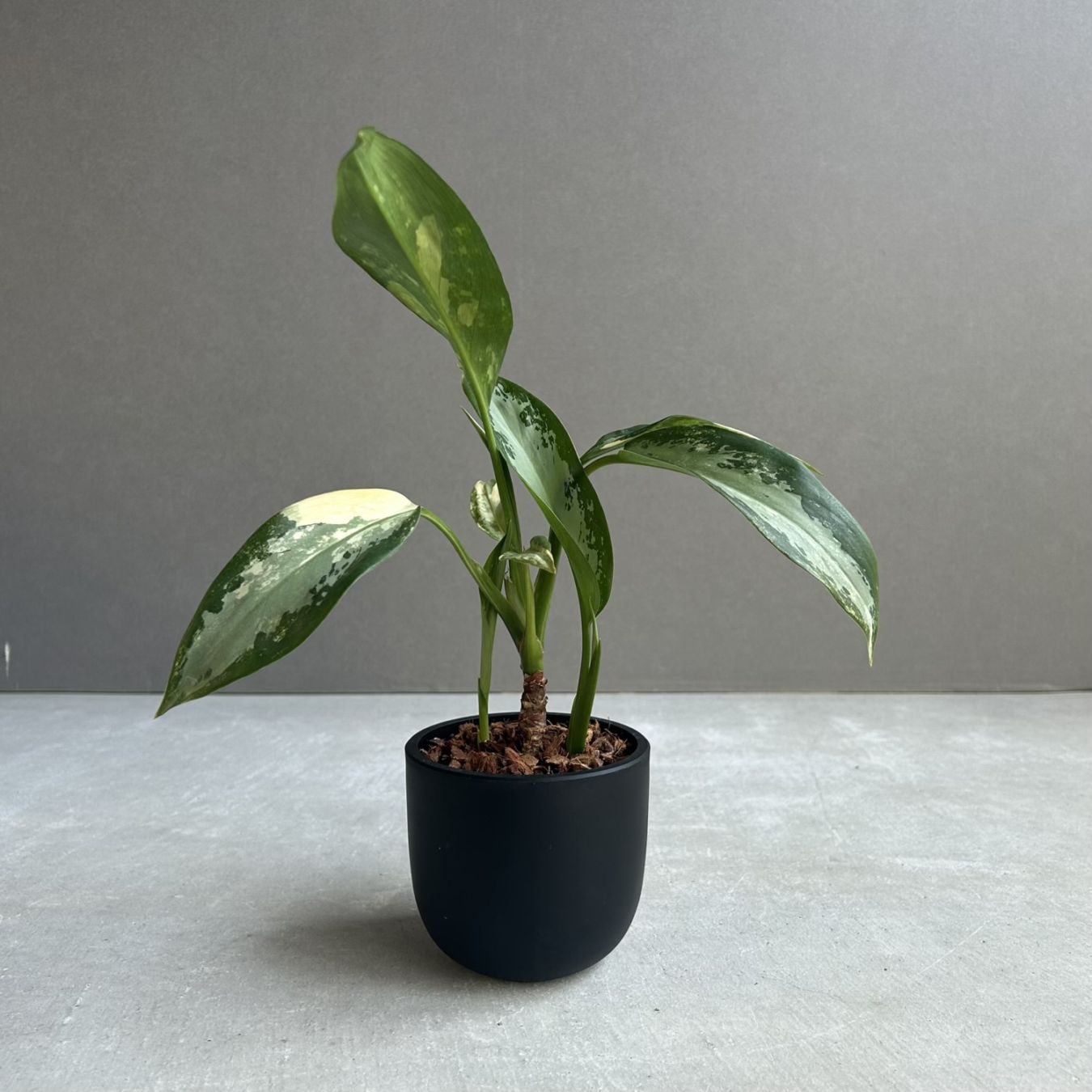 アグラオネマ通販 観葉植物 レアプランツ SHOUCHIKU-EN