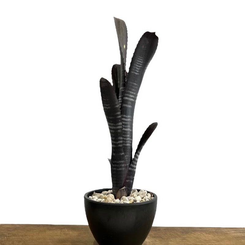 ビルベルギア ダースベイダー Billbergia 'Darth vader' タンク