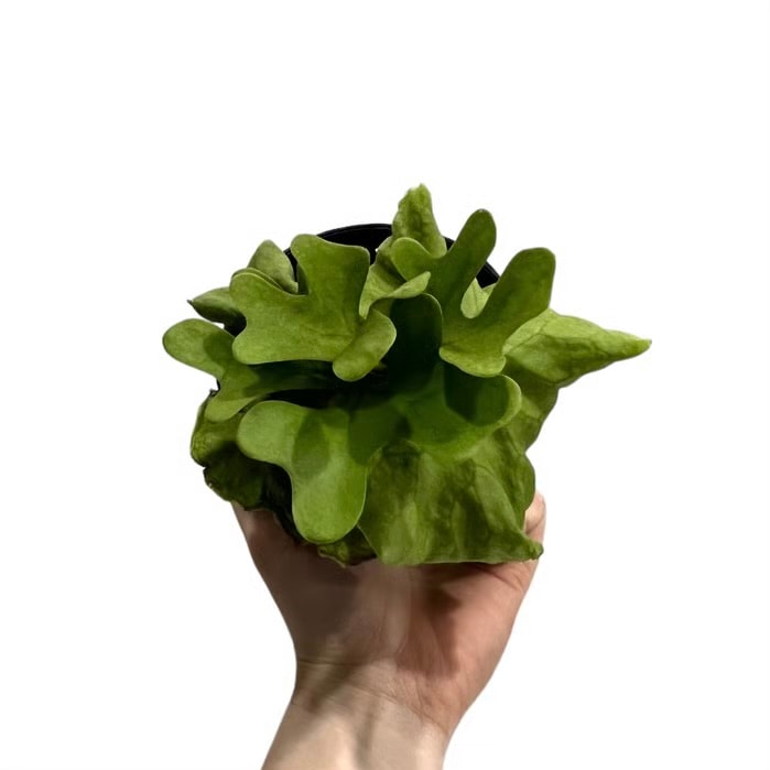 ビカクシダ リドレイ シルベリー ドワーフ Platycerium ridleyi