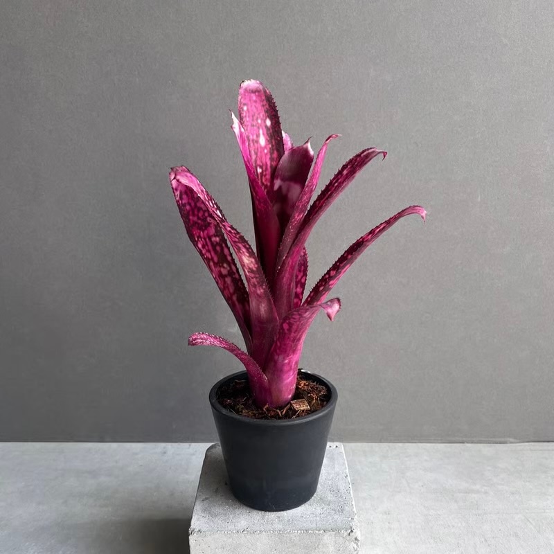 ビルベルギア ハレルヤ Billbergia hallelujah タンクブロメリア