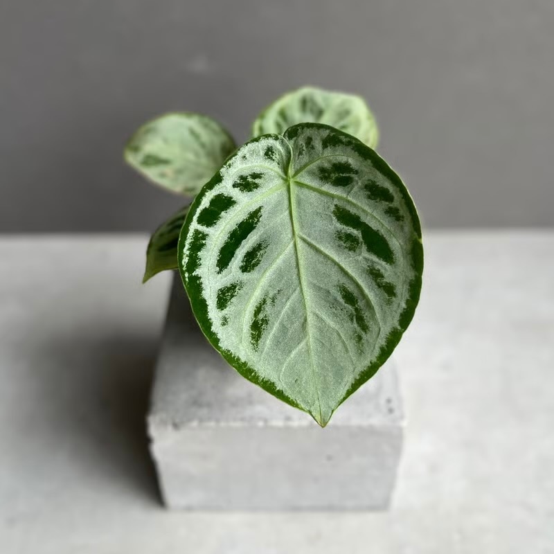 観葉植物通販 珍しい植物 レアプランツ販売 SHOUCHIKU-EN