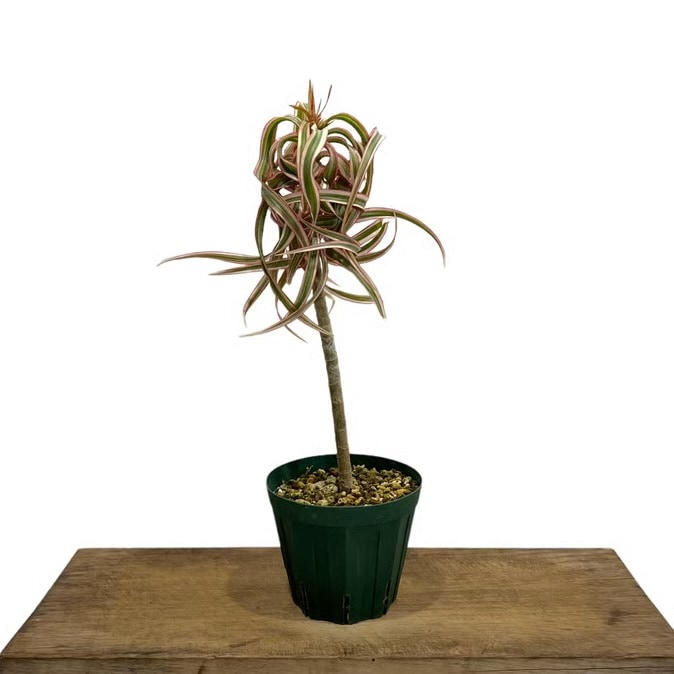 そ*ら様 希少　ドラセナ　トリカラー　キュンティー ドラセナ キュンティー Dracaena concinne tricolor Kuhnty 観葉植物