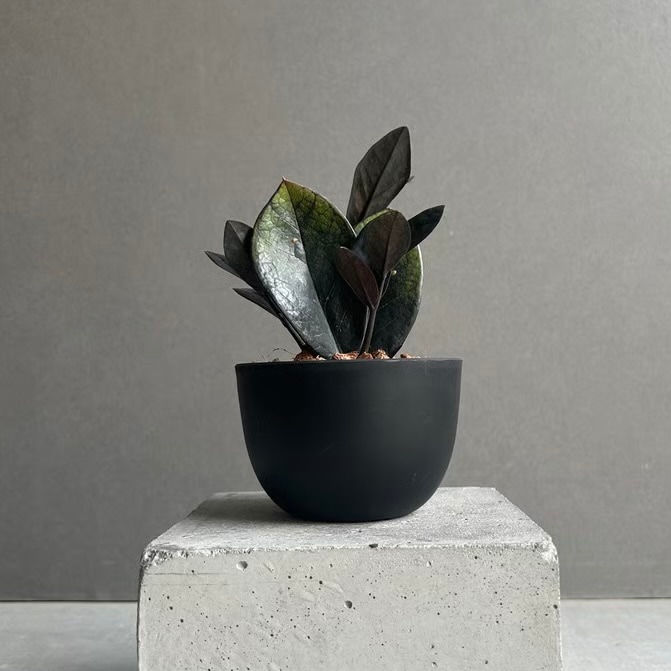 ザミオクルカス 斑入 “ブラックピンク” Zamioculcas Zamiifolia