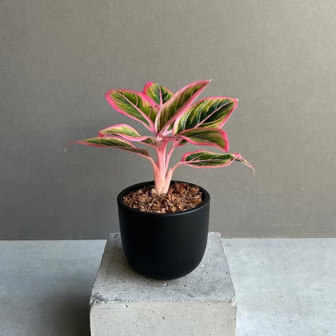 アグラオネマ通販 観葉植物 レアプランツ SHOUCHIKU-EN