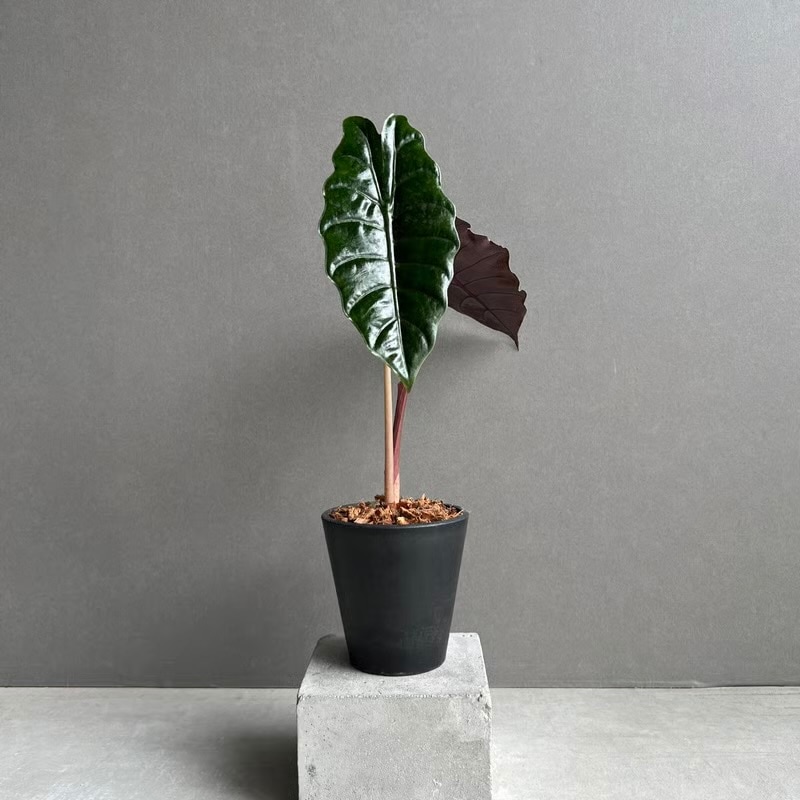 観葉植物通販 珍しい植物 レアプランツ販売 SHOUCHIKU-EN