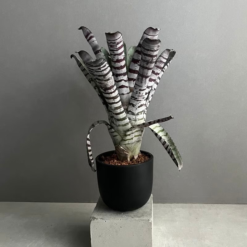 エクメア チャンティニー ブラック セレクト Aechmea chantinii Black