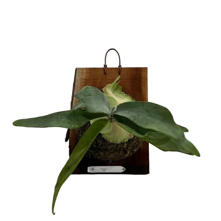 ビカクシダ 吹雪 (子株) Platycerium Fubuki (pup) ビカクシダ