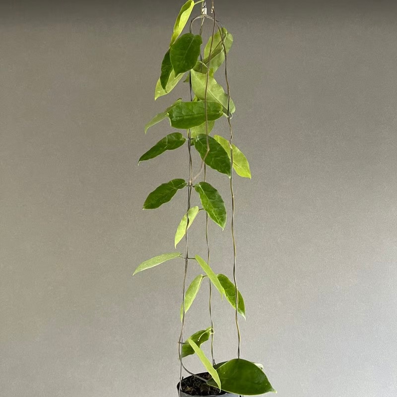 ホヤ インフラータ Hoya inflata ホヤ つる性植物 松竹園 SHOUCHIKU-EN